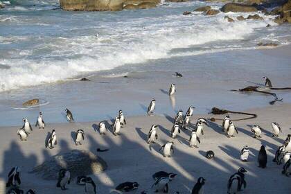 Pinguine am Strand