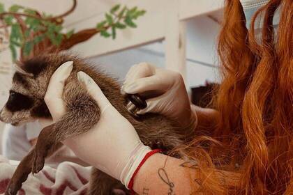 Arbeit auf der Tierauffangstation