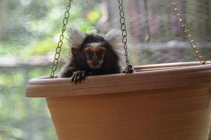 kleines Äffchen im Projekt