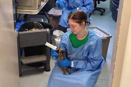 Volunteers bei der Fütterung von Tieren