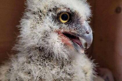 Vogel in der Auffangstation
