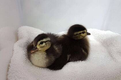 Enten im Wildlife-Center