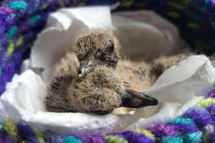 Vogel in der Wildtier-Auffangstation