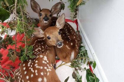Rehe im Wildlife-Center in Kanada