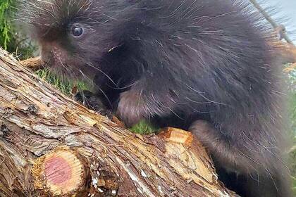 Tier im Gehege des Wildlife-Centers in Kanada