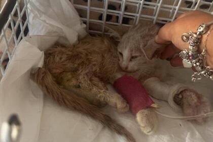 Straßenkatze wird versorgt 