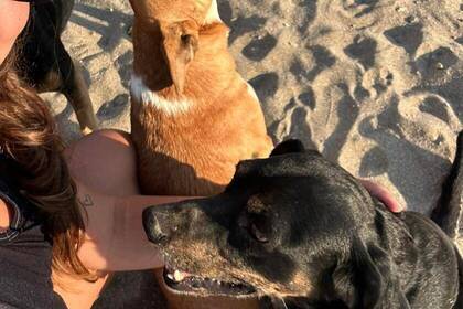 mit Hunden am Strand