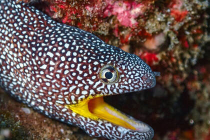 Meeresbewohner beim Tauchen