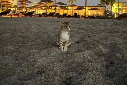 Katze am Strand