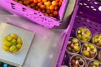 Tomatenernte im Eco Village