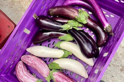Auberginenernte im Eco Village