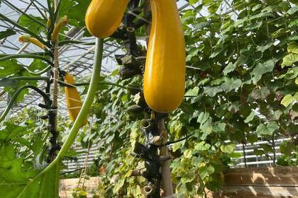 Zucchini im Gewächshaus im Eco Village