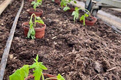 Setzlinge im Gewächshaus im Eco Village