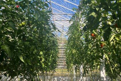 Tomatenstauden im Gewächshaus im Eco Village