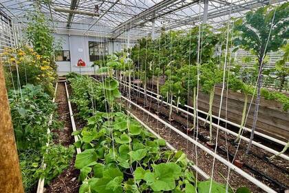 Pflanzen im Eco Village