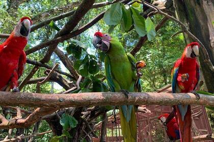 Papageien im Projekt