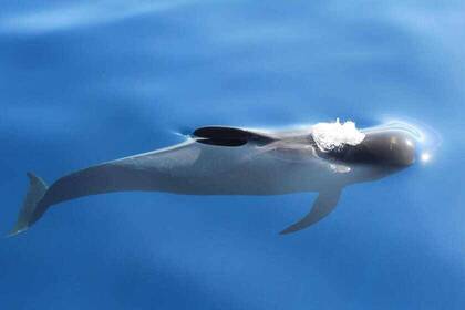 Wal- und Delfine in Gran Canaria