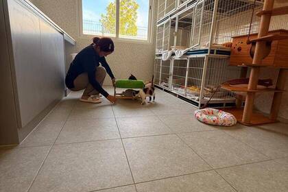 Neuer Katzenraum im Projekt