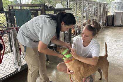 Arbeit mit Hunden im Projekt
