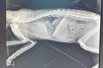 Aufnahme in der Tierklinik