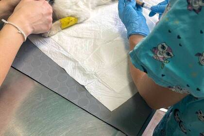 Operation in der Tierklinik