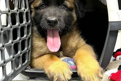 Hund in der Tierklinik