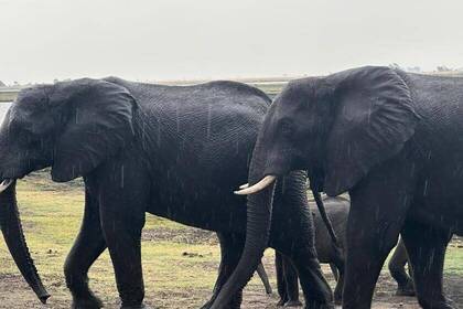 Namibia Wildlife Elefanten