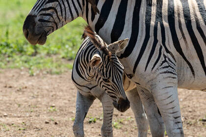 Zebras