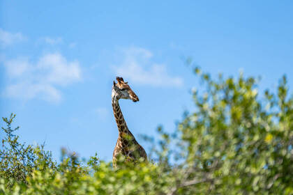 Giraffe in der Natur