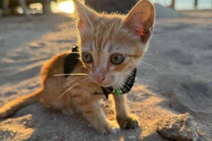 Baby Katze am Strand