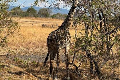 Giraffe in der Wildnis