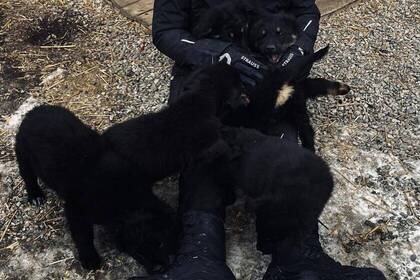 Volunteer kümmert sich liebevoll um die Hunde, Rumänien