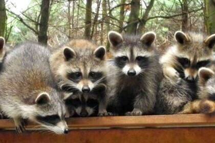 Waschbären im Wildtierprojekt