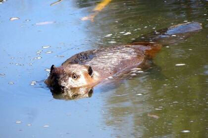 Biber schwimmt im See