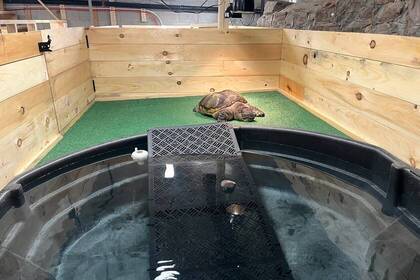 Schildkröte im Indoor-Bereich