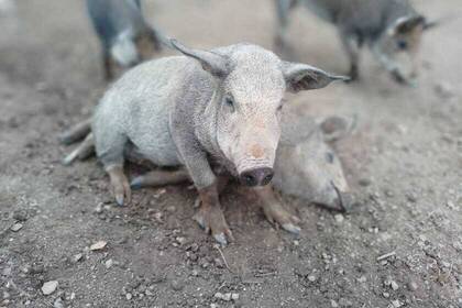 Schweine auf der Farm
