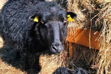Schafe auf der Farm