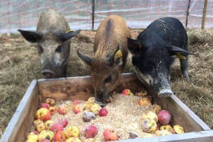 Schweine beim Essen