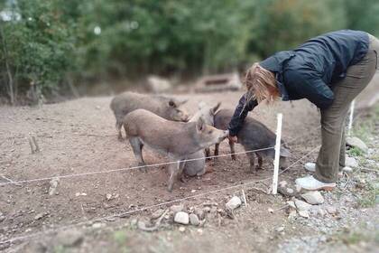 Volunteer und Schweine auf der Farm