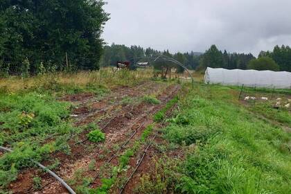 Feld auf der Farm in Schweden