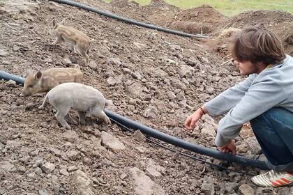Kleine Schweine und ein Volunteer auf der Farm