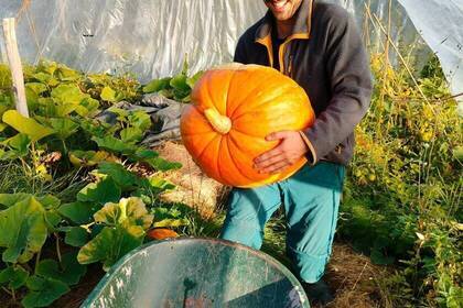 Volunteer beim Ernten von einem Kürbis
