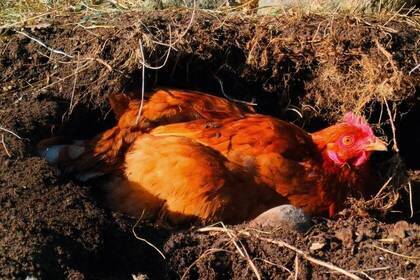Huhn auf der Farm in Schweden
