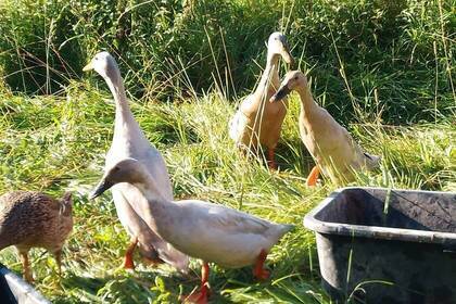 Enten auf dem Gelände