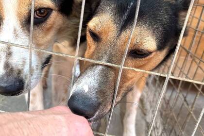 Hunde in Kreta
