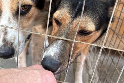 Hunde in der Tierauffangstation auf Kreta