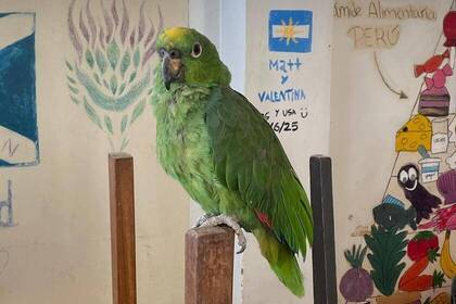 Papagei im Children Center