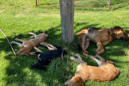 Hunde im Children Center
