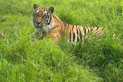 Tiger im Wildtierschutz