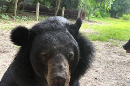 Bär im Wildtierschutz